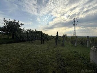 Na predaj pozemok s viničom