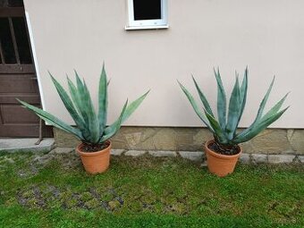 Agave americká