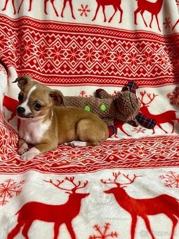 Šteniatko psík čivavy