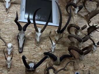 Trofej,parohy,parozie,antilopa