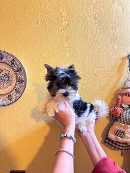 Yorkshirsky terier, yorkshirsky terier mini, biewer