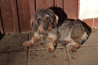 Jazvečík hrubosrstý