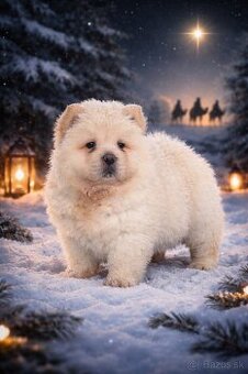 Chow chow/ Čau - čau s rodokmeňom