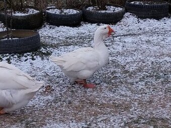 Predám chovnú trojicu husí Cholmogor – overená, spoľahlivá