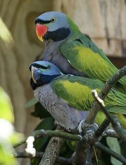 Chovateľ odcervenie profi