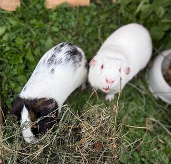 Dve morské prasiatka + príslušenstvo