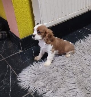 Cavalier King Charles Spaniel s PP
