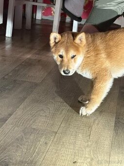 Predám šteniatko shyba inu
