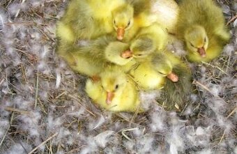 Ponúkam domáce husy