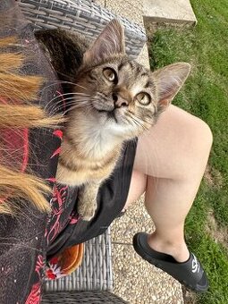 Hľadáme milujúci domov 🐱🩷