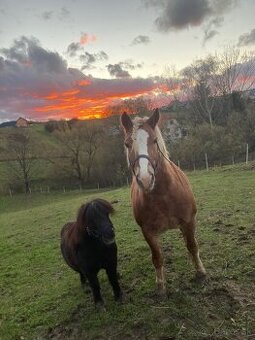 Haflinger a poník na predaj