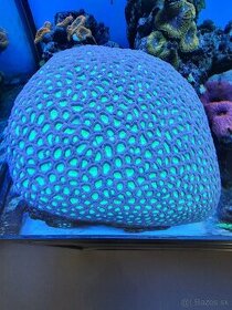 Morské akvarium, morský koral Favites - 1