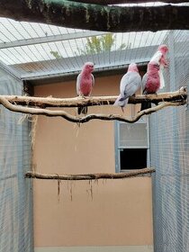 Kakadu ružový štepák