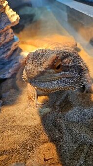 Agama