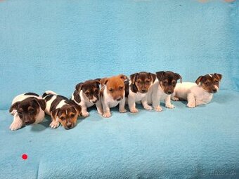 Jack russell terier
