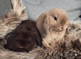 🐰 MINILOP KRÁLIK