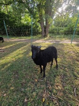 Quessantska mini ovca - baran