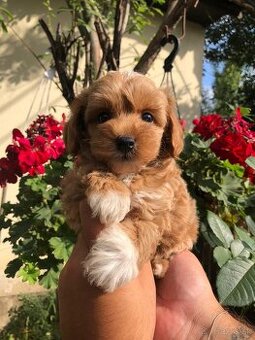 Toy maltipoo