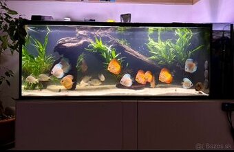 Akvarium 420l