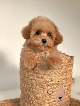Mini Maltipoo
