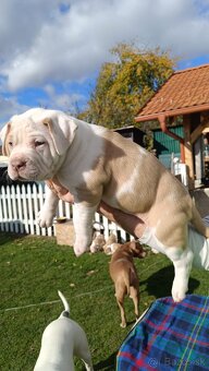 American Bully XL