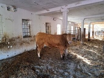 Plemenný býk Blonde