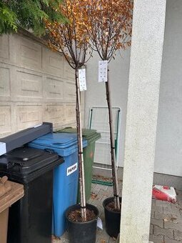 Okrasná višňa 190cm