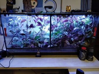 Helmoscink okuliarnatý ( red eyed crocodile skink)