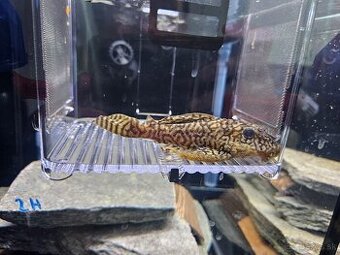 L 236 Super Yellow - dospelé