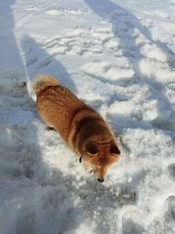 Darujem fenku shiba inu