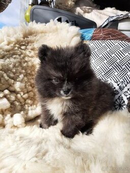 Nemecký spic pomeranian