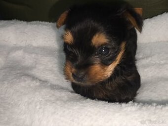 Mini Yorkshire terrier