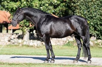 Připouštění hřebcem Pura Raza Espaňola