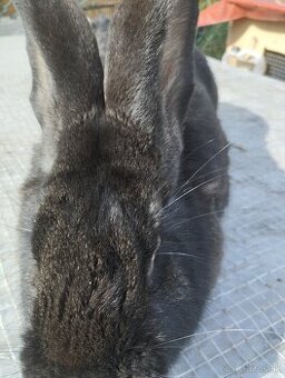 Samica