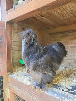 Hodvábničky USA - kohútik