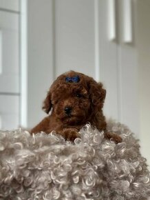 Toy Poodle red brown