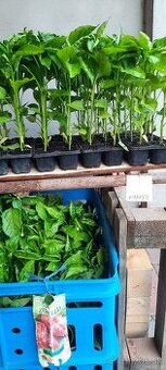 Priesady/planty