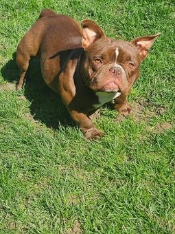 American bully nano psik aj fenka
