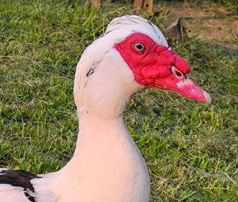 Pizmove kačky- chovný pár nepribuzny