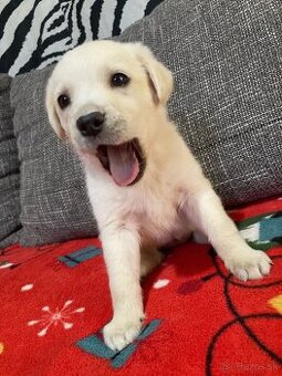 Labrador retriever má 1mesiac