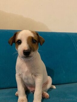 Šteniatko Jack Russel terier