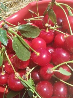 🍒🍒🍒Višne na predaj😋😘