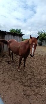 Konik do dobrých podmienok