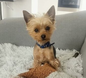 Yorkshire Terrier, York, Jork, Yorkshirsky teriér, šteniatka