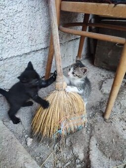 Darujem Mačiatka 2 mesacne