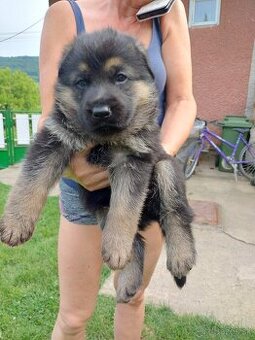 Nemecký Ovčiak,šteniatká.