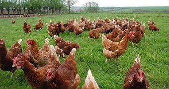 Sliepky Nosnice Mladky aj z dovozom