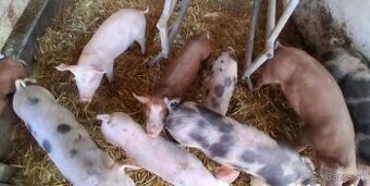 Prasiatka domáci chov