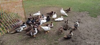 Činské pižmové kačice