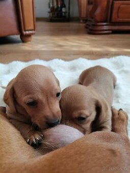 Jazvečík štandard   šteniatka